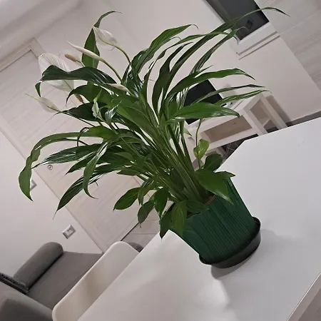 Apartment Civico 52 Int 5 *