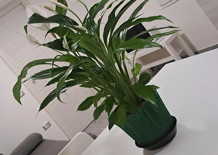 Apartament Civico 52 Int 5 *